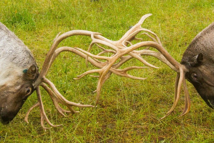 Alaska Wildlife Conservation Center AWCC 4088 peajgo